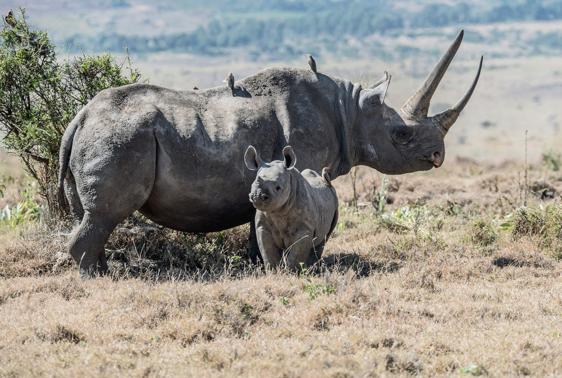 Can Everyday People Help Endangered Animals?